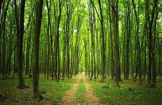 21 ilde orman sınırları yeniden belirlendi