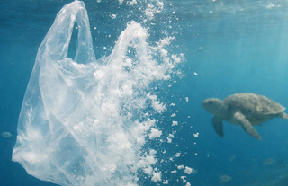 Japonya’da biyobozunur alışveriş poşetleri geliştiriliyor