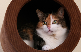 Kediler neden uyuyan sahibini izler?