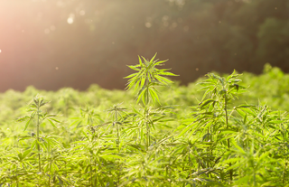 Tarım Bakanlığı duyurdu: Kenevir üretimi kontrollü ve kotalı şekilde tıbbi alana taşınıyor