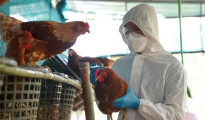 Seferihisar'da panik: İzmir'de tavuk vebası alarm verdi!