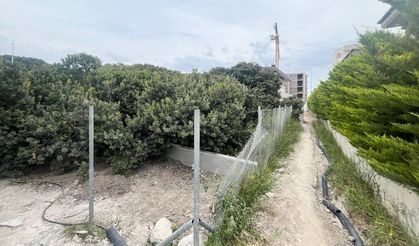 Çeşme'de sakız ağaçları betona tercih ediliyor