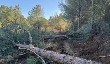 Tire-Belevi yolundaki ağaç kesimi CİMER'e taşındı
