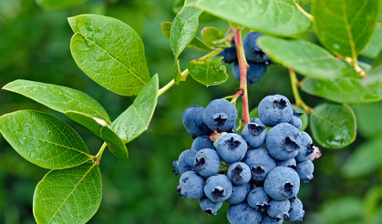Bozdağ’da blueberry toprakla buluştu, verim umut verdi