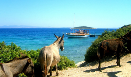 Eşek Adası: Çeşme’nin mavi koylarında doğal yaşam