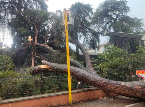 İzmir’de okul bahçesine çam ağacı devrildi