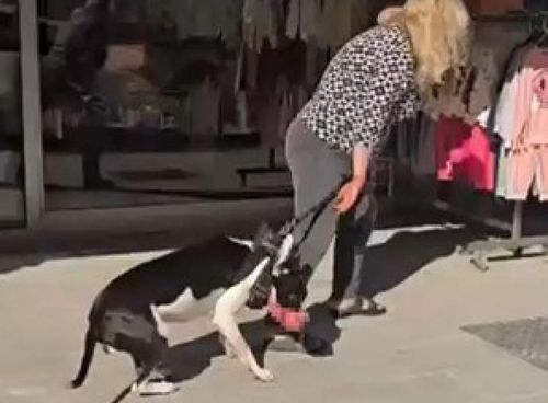 Esenyurt’ta kediyi parçalayan köpeğin sahibine 95 bin TL ceza