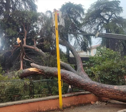 İzmir’de okul bahçesine çam ağacı devrildi