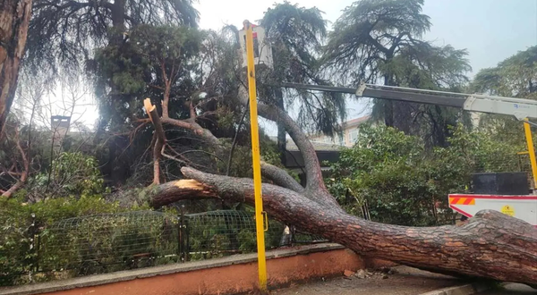 İzmir’de okul bahçesine çam ağacı devrildi