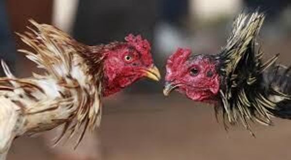 Kınık’ta horoz dövüşü skandalı!