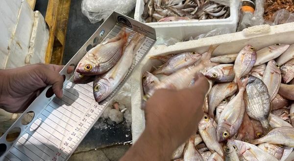 İzmir'de yasa dışı su ürünü denetimi: 241 kilogram balığa el konuldu