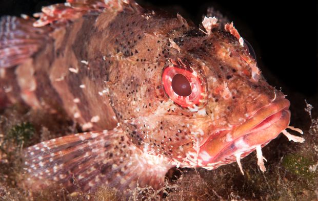 Karaburun, batıkları ve zengin su altı canlılarıyla dalış tutkunlarını bekliyor