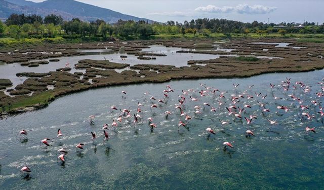 İzmir Kent Ormanı'ndaki flamingolara yasa dışı avlanma tehdidi!