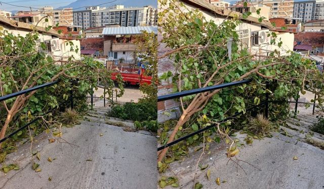 İzmir Bornova'da yaşam zorlaştı: Kesilen ağaçlar yolu kapattı