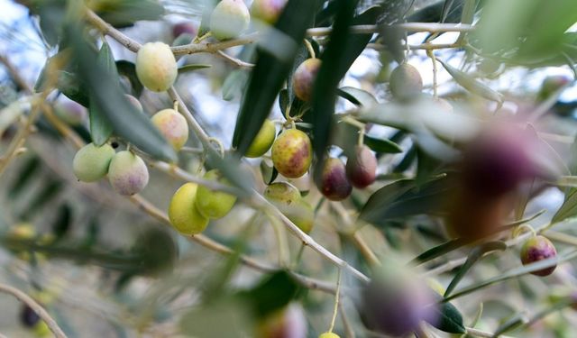 İzmir Bornova Belediyesi'nden zeytin üreticilerine lojistik destek