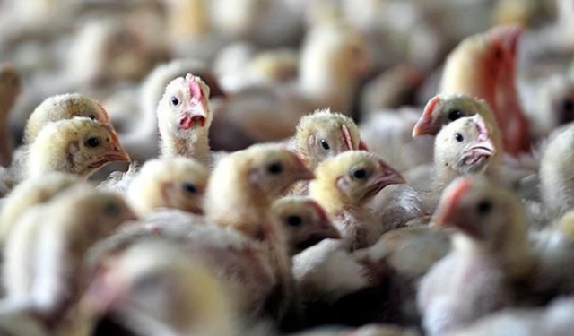 Yeni Zelanda'da alarm: İlk kuş gribi vakası tespit edildi