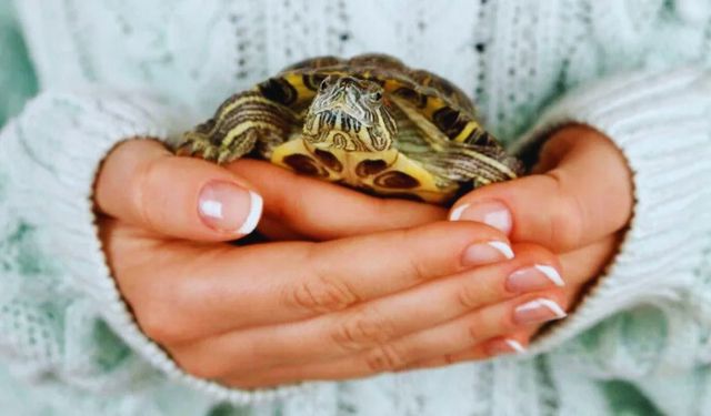 Yeni başlayanlar için su kaplumbağası bakımı: Sağlıklı ve uzun ömürlü dostluk