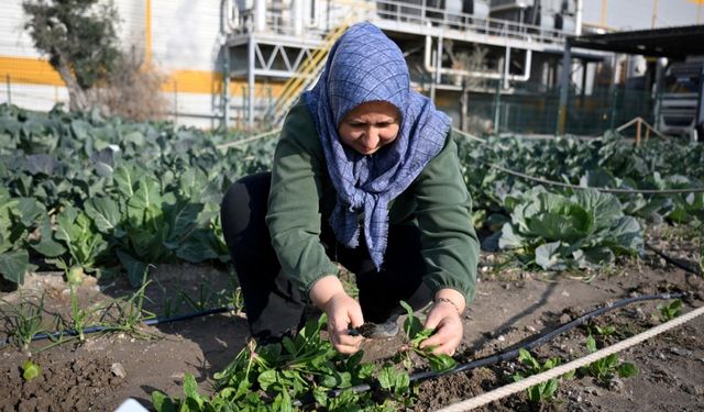 İzmir Bornova’da kadınlar üretiyor: Kent bostanı projesiyle ilk hasat gerçekleşti