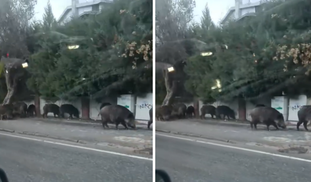 İzmir Bornova'da domuz sürüsü mahalleye indi: Vatandaşlar şaşkınlıkla izledi