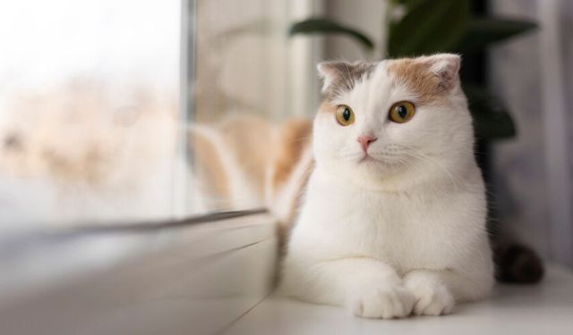Kediler sandığınızdan daha konuşkan: İşte 15 davranışının asıl anlamı