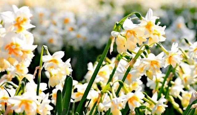 Nergis kokulu festival için geri sayım başladı: Bayındır Turan Mahallesi hazır!