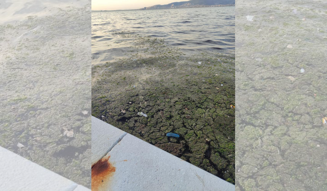 Karşıyaka'nın ardından Güzelyalı'da da deniz marulu sorunu görüldü
