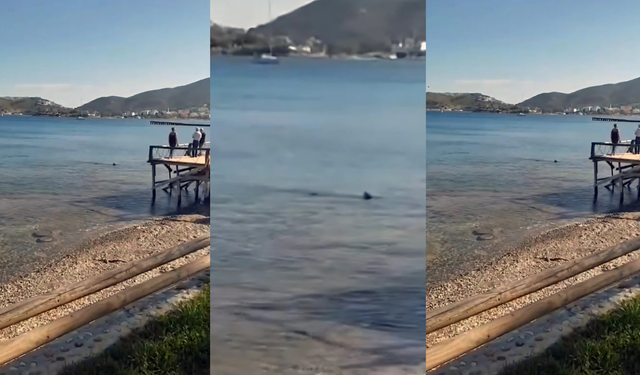 Köpek balıkları kıyıya kadar yaklaştı!