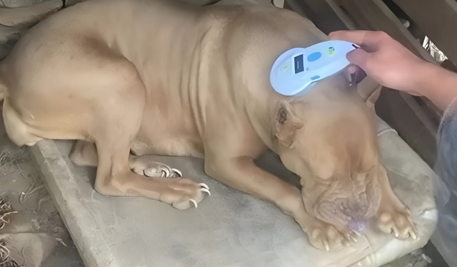 Yasaya aykırı pitbull besleyen iki kişiye rekor ceza