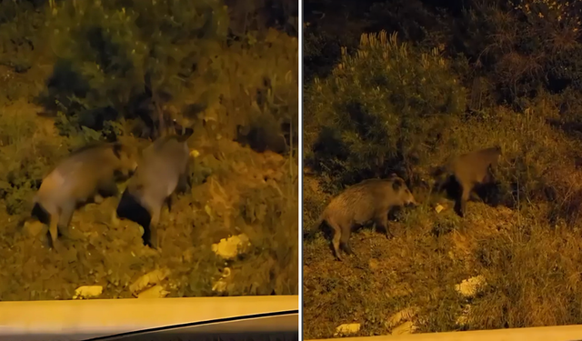 Vahşi hayat Bayraklı otobanında!