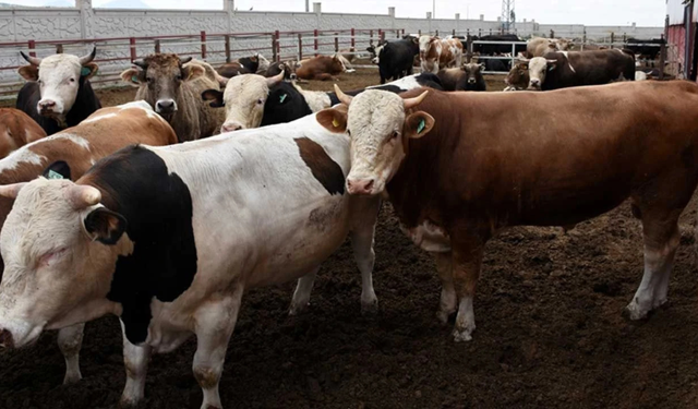 2026 kurbanlık fiyatları belli oldu! Büyükbaş 400 bin TL’ye dayandı