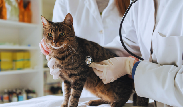 Diyabet hastası kedi, kök hücre nakliyle sağlığına kavuştu!