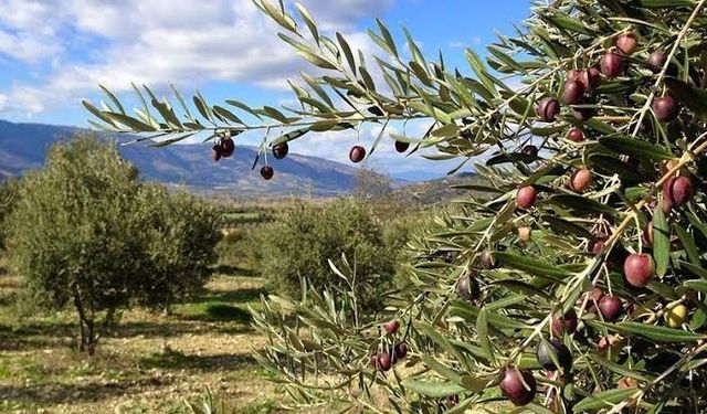 Zeytin ağaçları tehlikede! Yeni yasa teklifi tepki çekti
