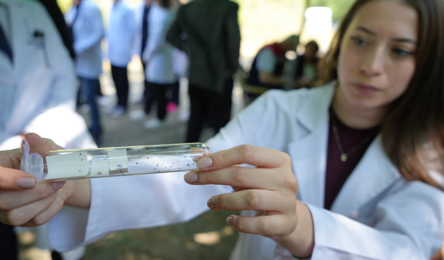 Kahverengi kokarcaya karşı biyolojik mücadele başladı
