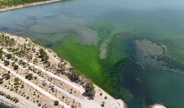İzmir'de Çakalburnu Lagünü'nü deniz yosunları kapladı