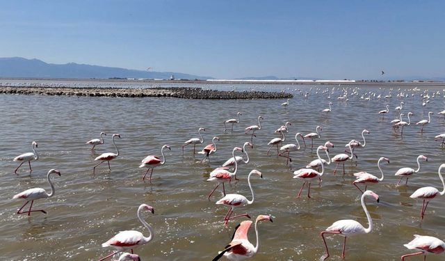 İzmir Kuş Cenneti’nde yavru flamingo bereketi
