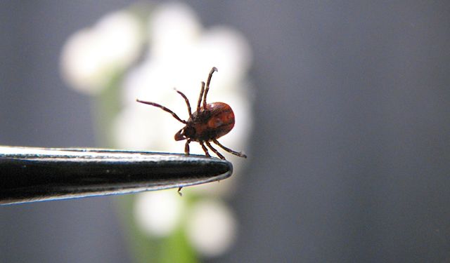 Keneyi kendi elleriyle çıkardı, acı haber 4 gün sonra geldi