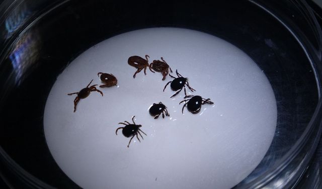 Kene alarmı büyüyor: Bu illerde yaşayanlar dikkat!
