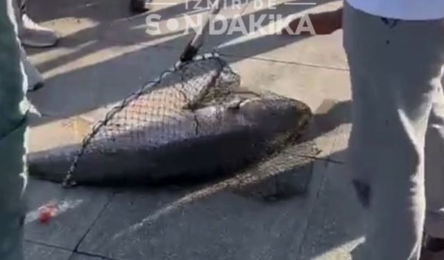 Göztepe Sahili’nde dev bir balık yakalandı