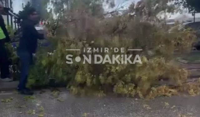 Bayraklı’da şiddetli rüzgar ağacı devirdi