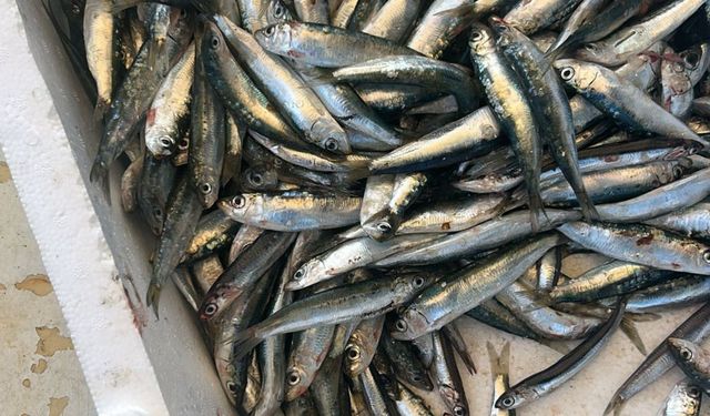 İzmir Körfezi’nde balık katliamı iddiası: Yasal olmayan avcılığa dur denilmeli