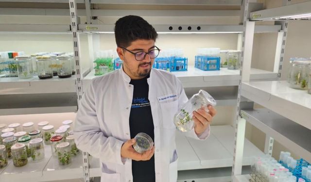 Süper domates: Antioksidanı yüksek yeni tür geliştirilecek