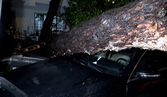 Antalya’da yağmur sonrası tehlike gerçekleşti: Dev ağaç iki aracı ve binayı vurdu