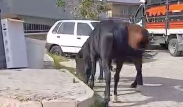 Bornova’da başıboş atlar mahalleliyi tedirgin etti