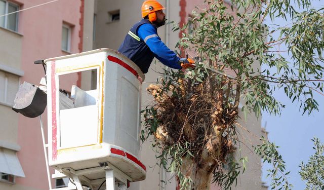 Buca’da budama seferberliği başladı