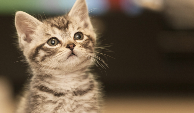 Kediler ilk ne zaman evcilleşti?