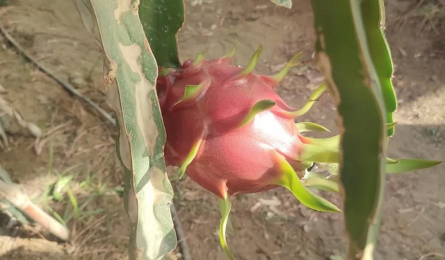 Aydın’da pitaya üretimi artıyor