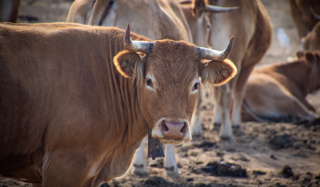 Türkiye, 2026 yılında 450 bin baş sığır, 70 bin ton kırmızı et ithalatı yapacak