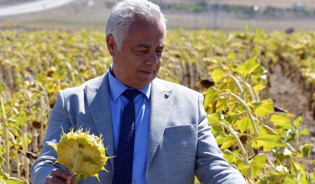 Buğday, mısır ve ayçiçeğinde verim tehlikesi