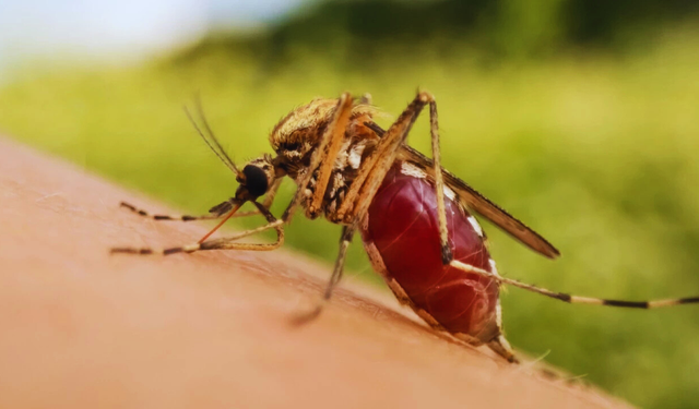 İklim değişikliği faturası: Tropikal sivrisinekler artık Ege’de yerleşik hale geldi
