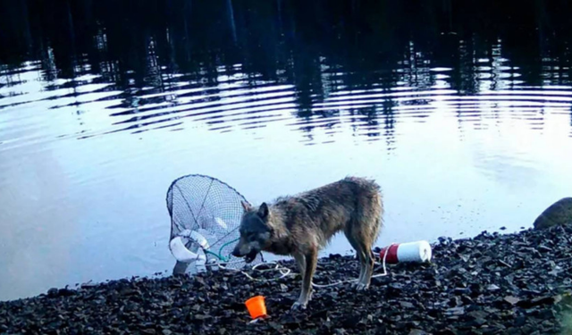 Yabani kurt, alet kullanarak avlanmaya çalıştı